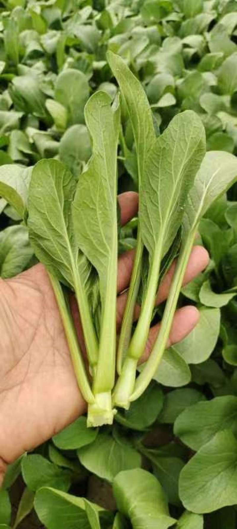 上海青大量有货安徽上海青太和油菜