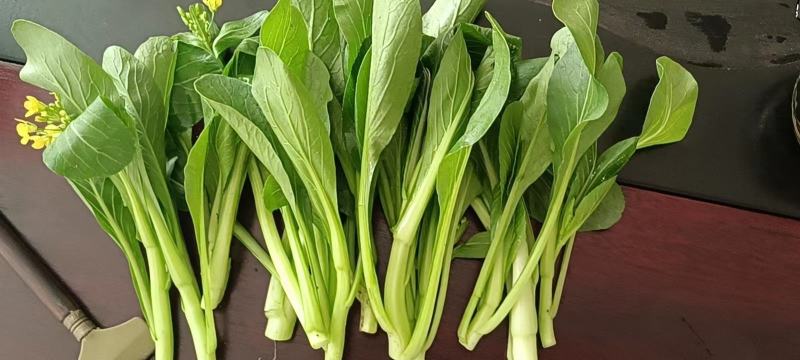 上海青大量有货安徽上海青太和油菜