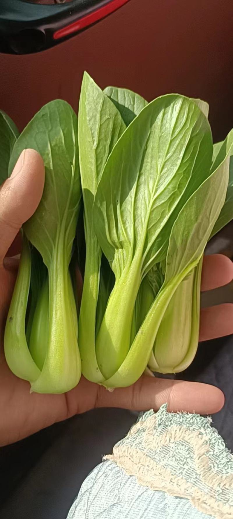 上海青大量有货安徽上海青太和油菜