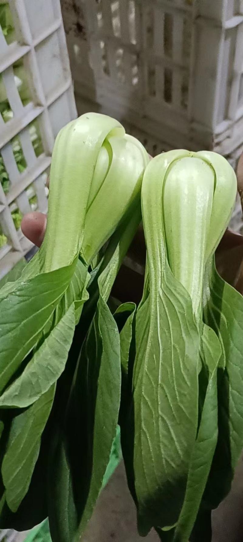 上海青大量有货安徽上海青太和油菜