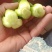 上海青大量有货安徽上海青太和油菜