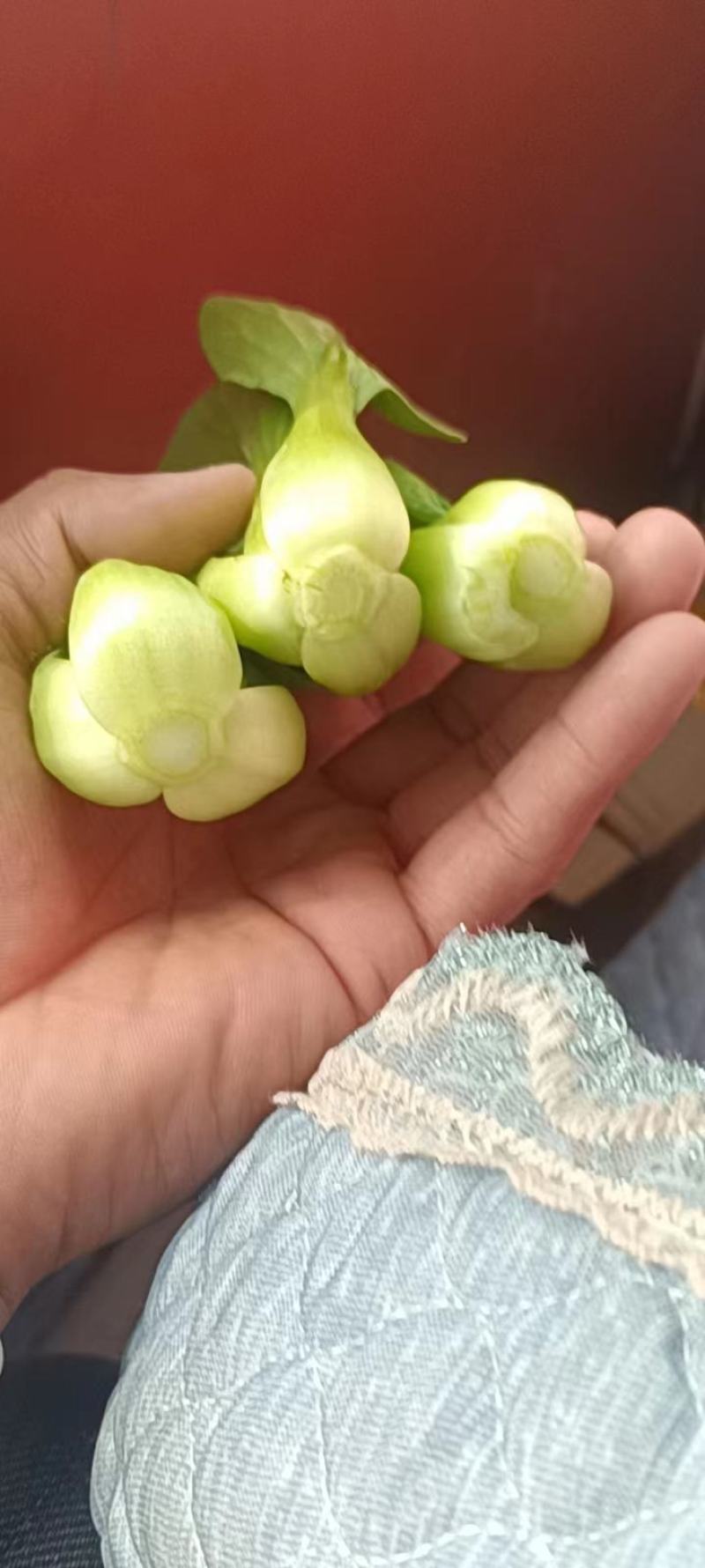 上海青大量有货安徽上海青太和油菜