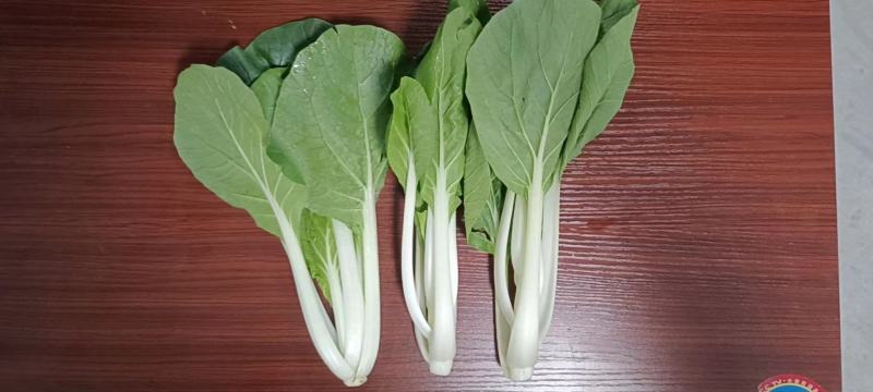 上海青大量有货安徽上海青太和油菜