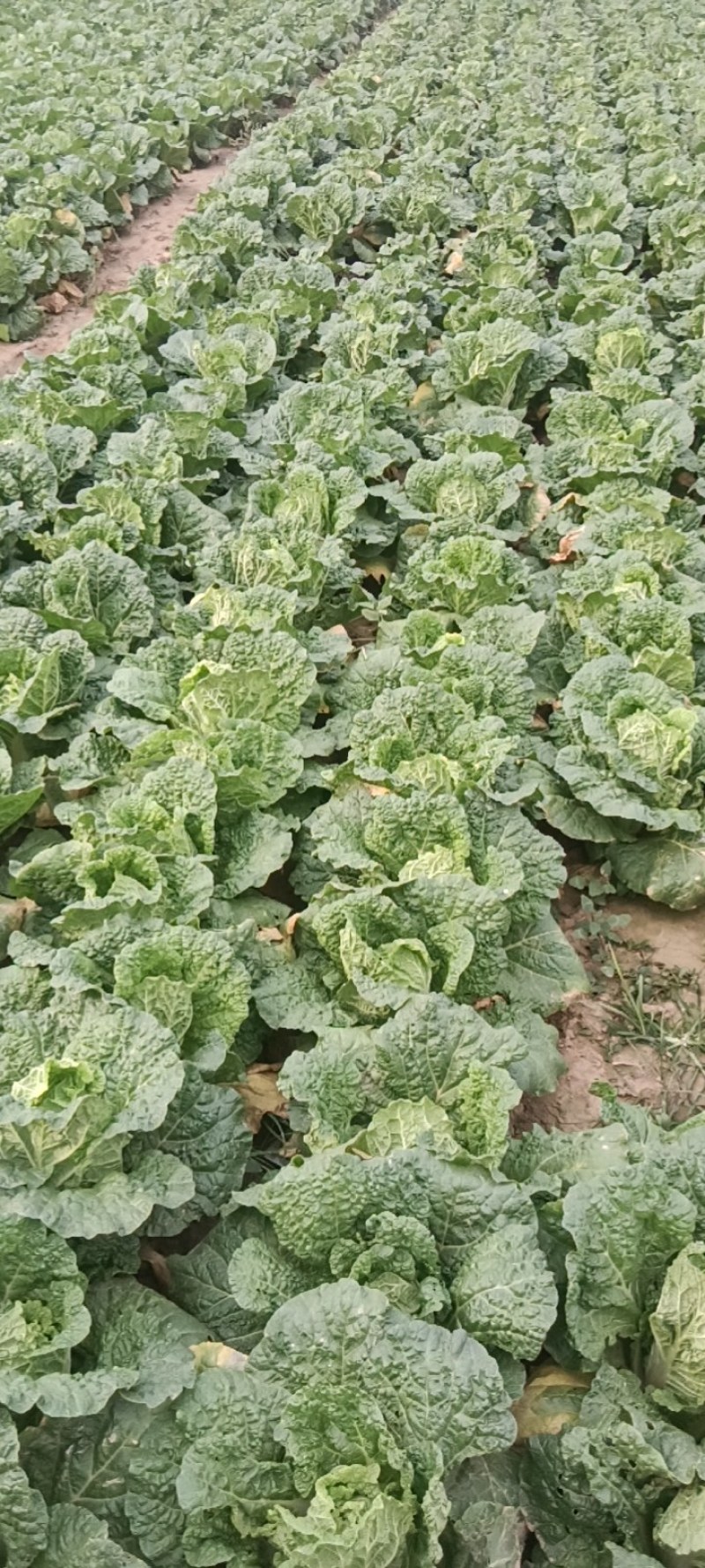 娃娃菜河南扶沟县吕潭乡，黄心娃娃菜，欢迎新老朋友前来购买