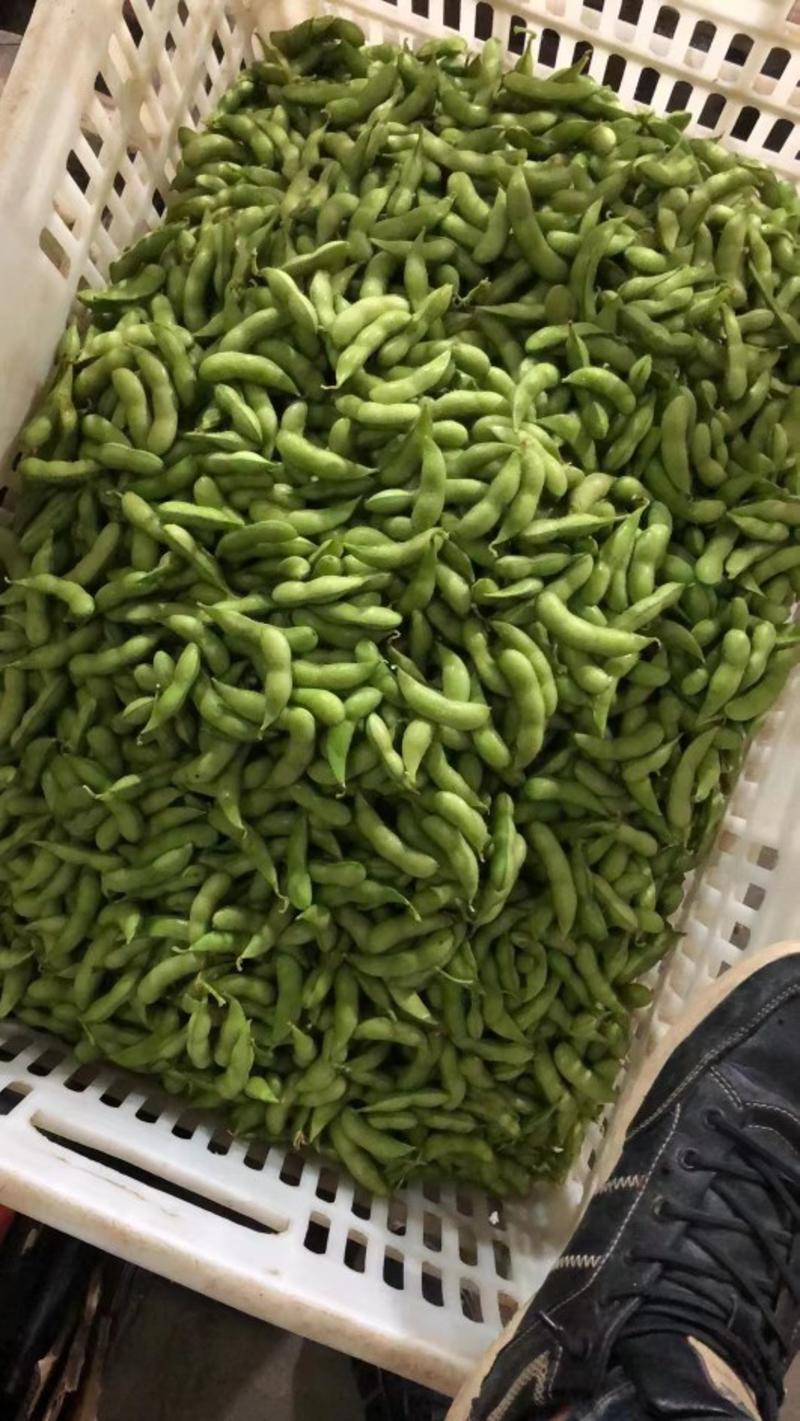 福建毛豆精品袋装64毛豆上海青毛豆