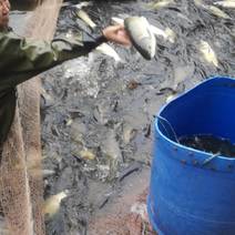 草鱼质量保证基地批发价规格齐全现货直发对接全国