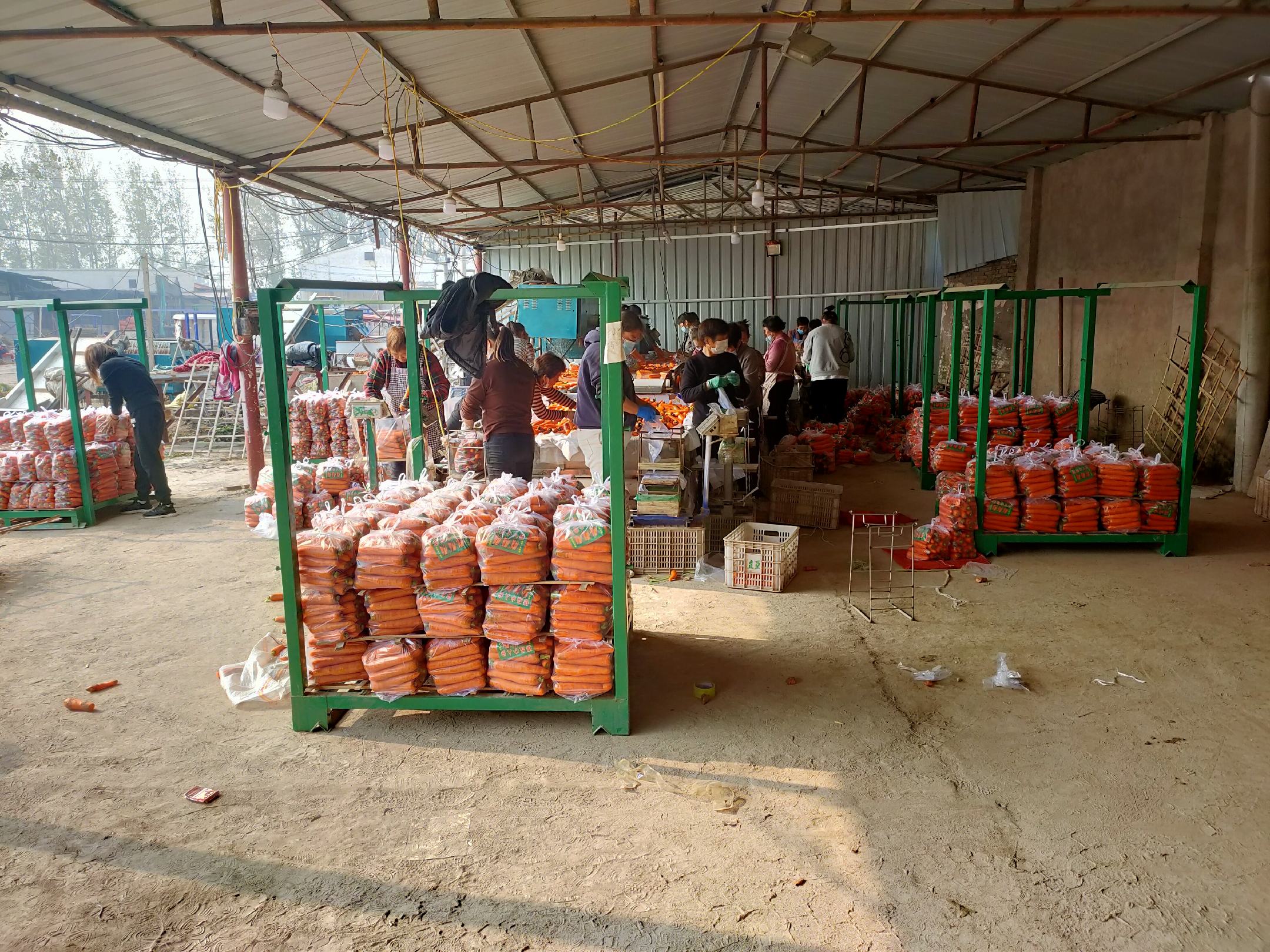 胡萝卜采收与分级包装