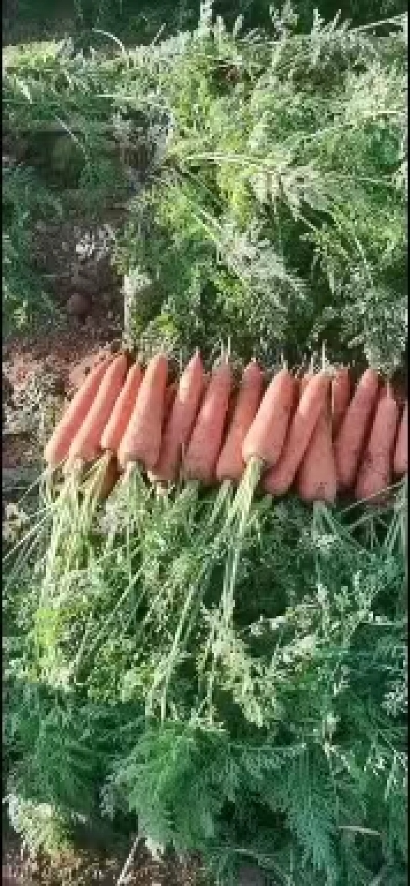 【精选】胡萝卜，土胡萝卜，量大从优，货源充足，欢迎咨询！