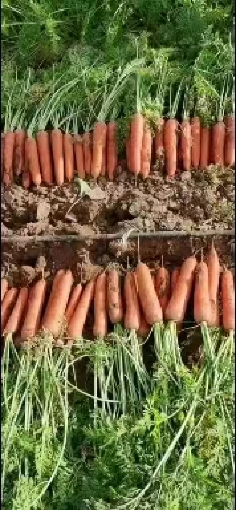 【精选】胡萝卜，土胡萝卜，量大从优，货源充足，欢迎咨询！