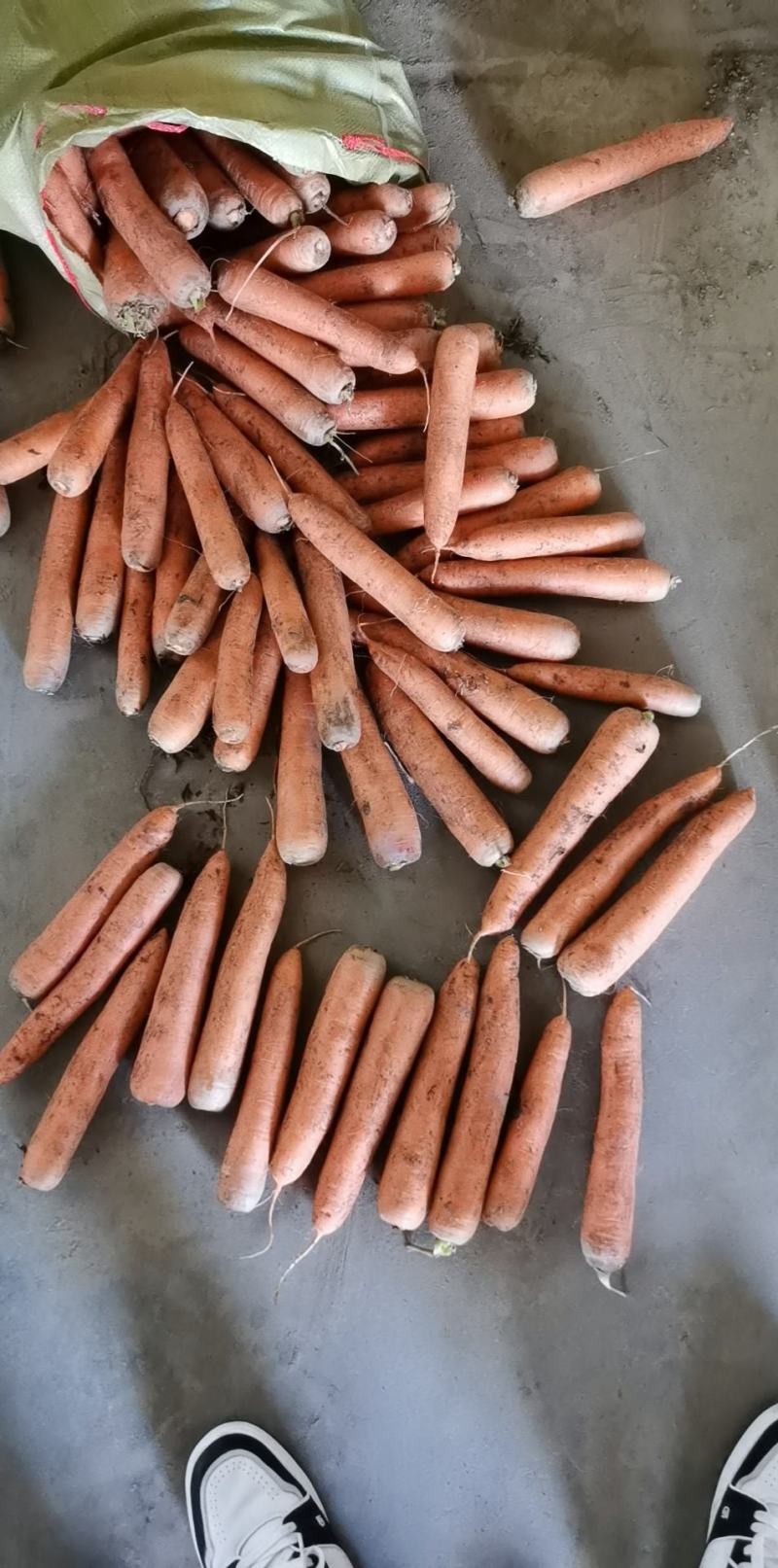 【精选】胡萝卜，土胡萝卜，量大从优，货源充足，欢迎咨询！