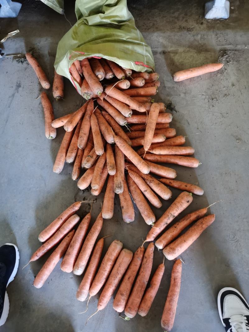 【精选】胡萝卜，土胡萝卜，量大从优，货源充足，欢迎咨询！