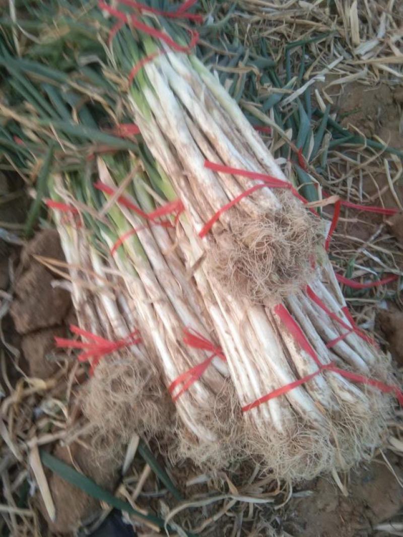 大葱，干核桃香灵。葱白50公分到6o公分。欢迎全国各地客