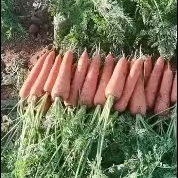 【推荐】胡萝卜，产地直发量大从优，货源充足，欢迎咨询联系
