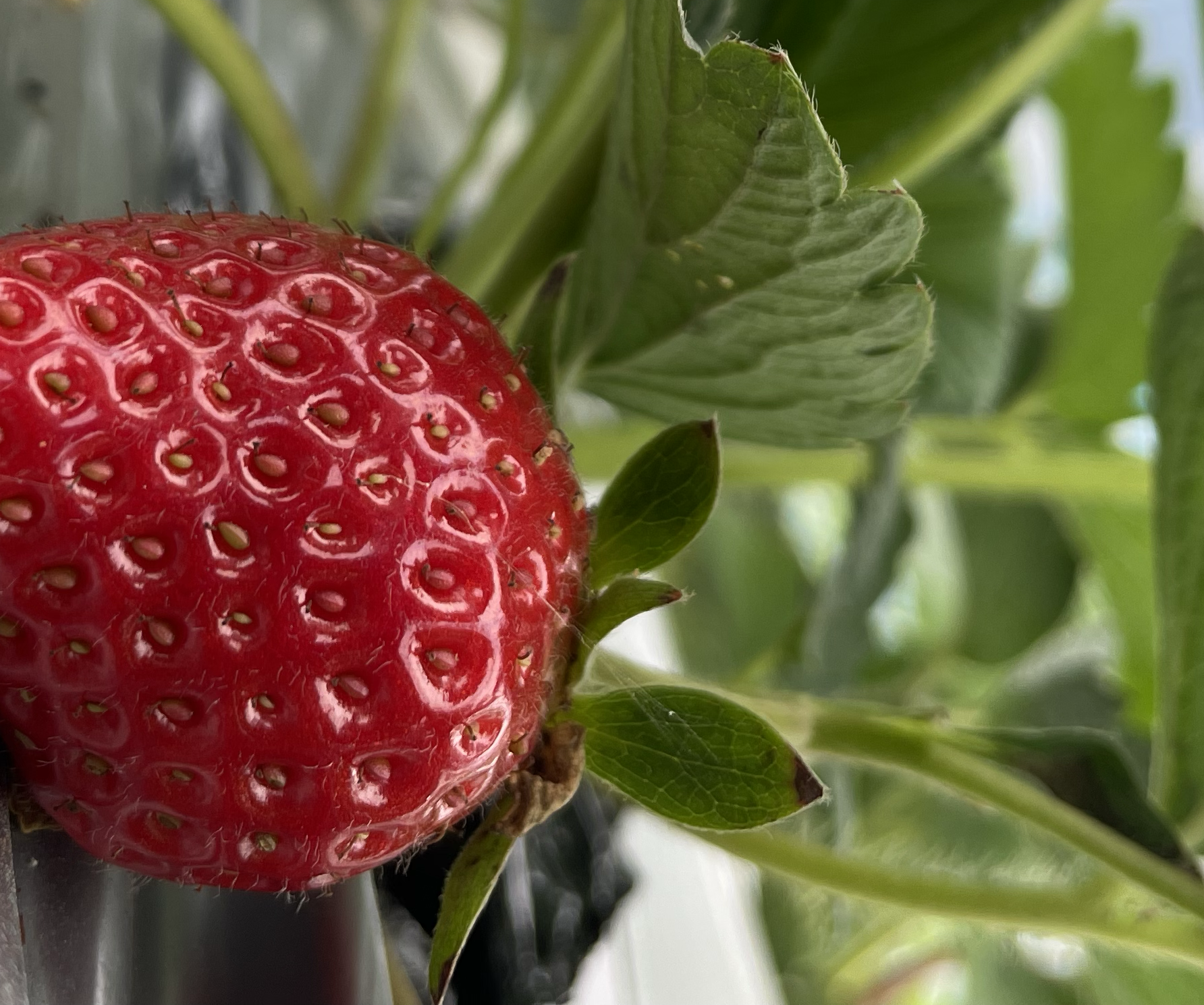 一颗饱满鲜红的红颜草莓特写,表面布满细密种子,果蒂绿色完整,背景为清晨露珠下的草莓田,光线柔和自然 红颜草莓特写