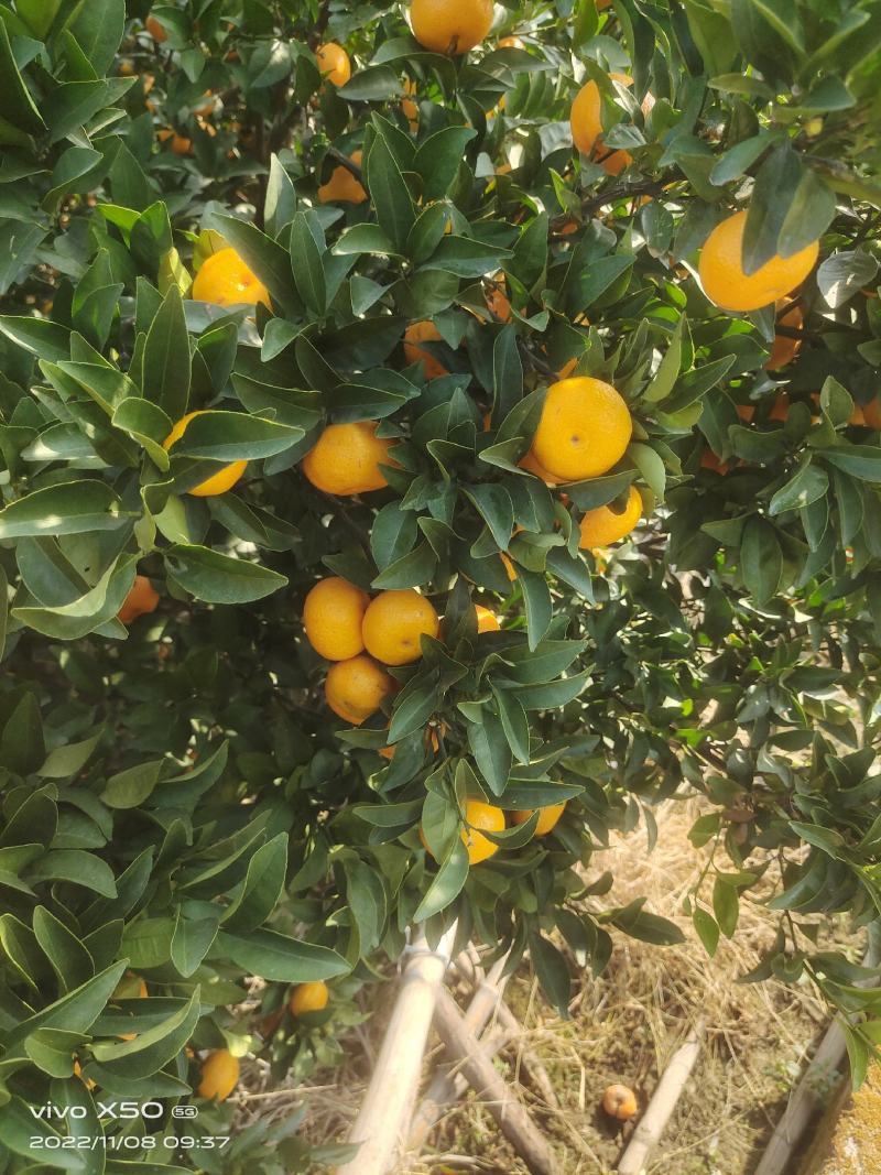 口感好，个头均匀