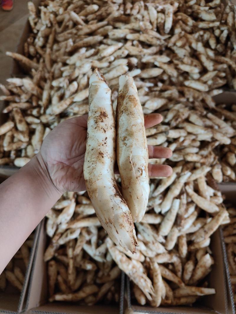 广东农家自种冬粉薯煲汤火锅