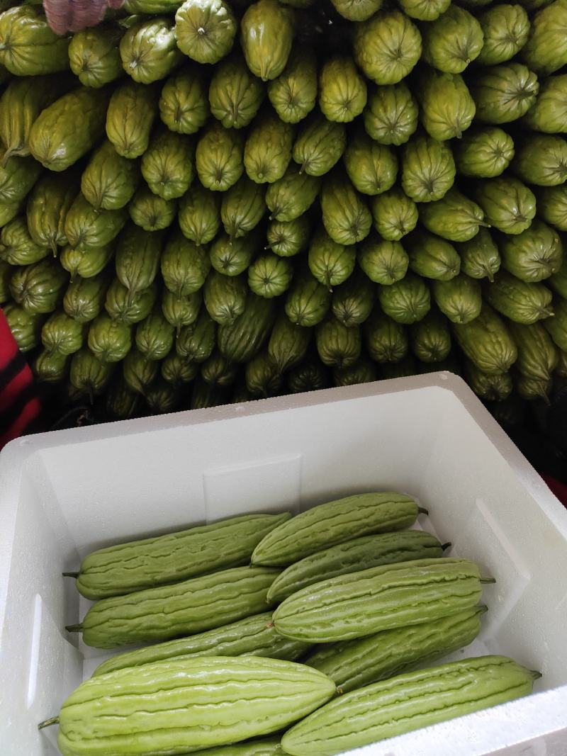 广东苦瓜新鲜油绿苦瓜苦瓜蔬菜四季农家种植批发价。