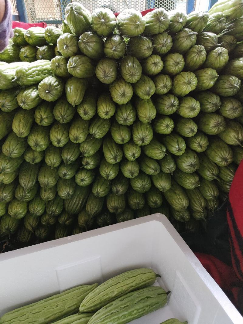 广东苦瓜新鲜油绿苦瓜苦瓜蔬菜四季农家种植批发价。