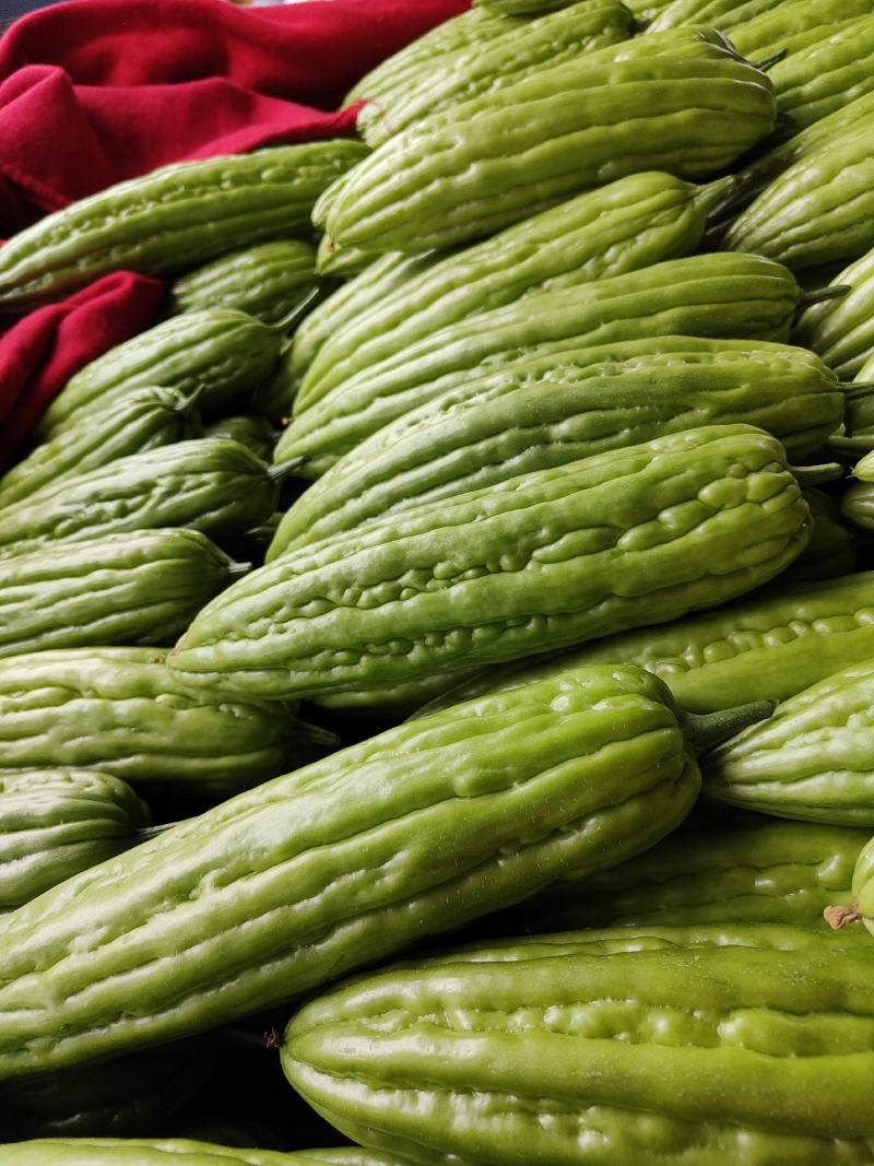 广东苦瓜新鲜油绿苦瓜苦瓜蔬菜四季农家种植批发价。