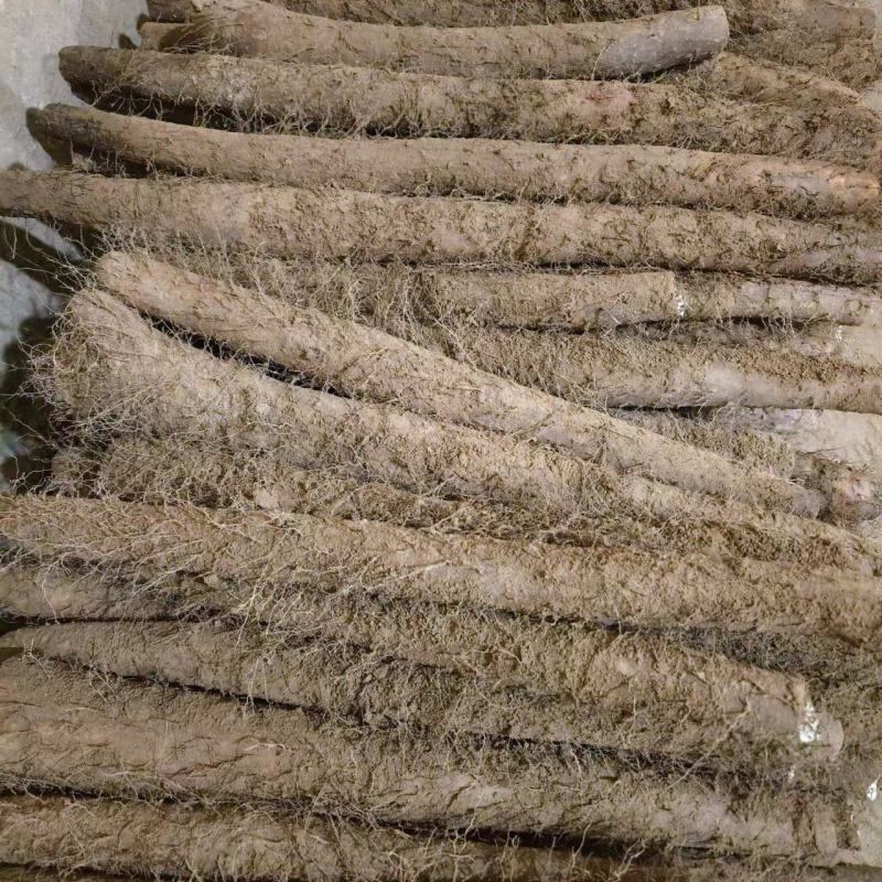 白玉山药，聊城莘县王奉镇白玉山药大量上市中