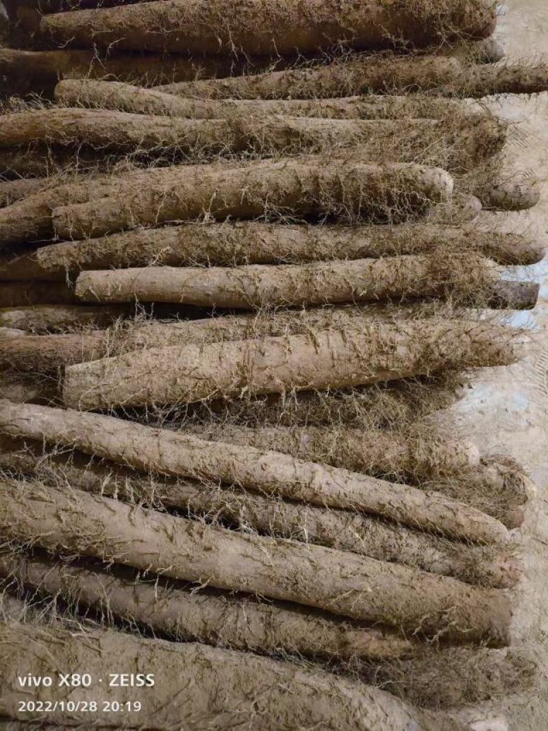 白玉山药，聊城莘县王奉镇白玉山药大量上市中