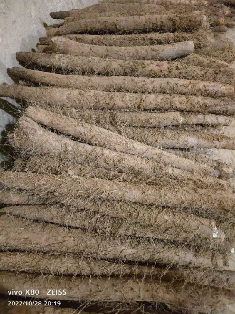 白玉山药，聊城莘县王奉镇白玉山药大量上市中
