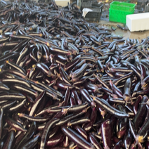 四川攀枝花米易精品黑茄大量上市价格美丽