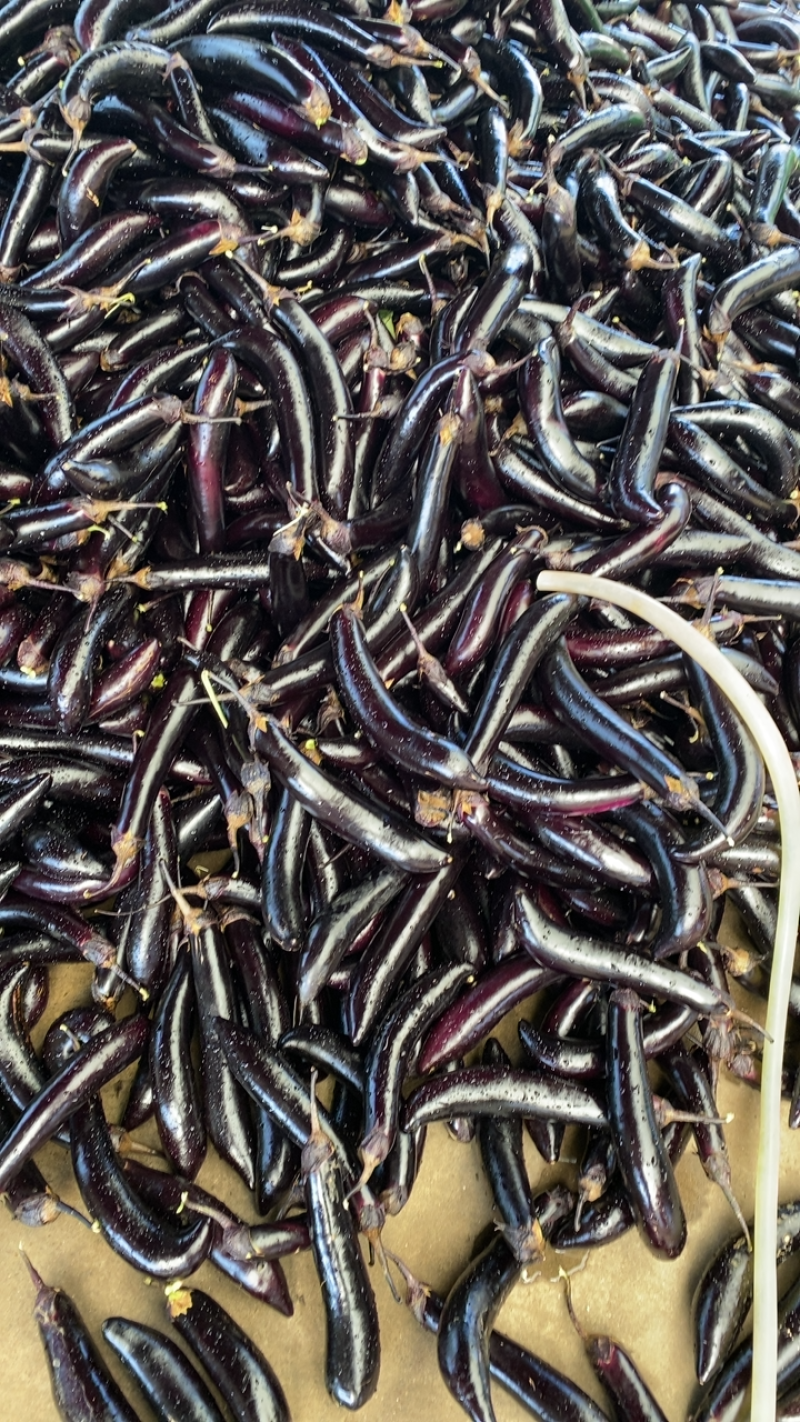 四川攀枝花米易精品黑茄大量上市价格美丽