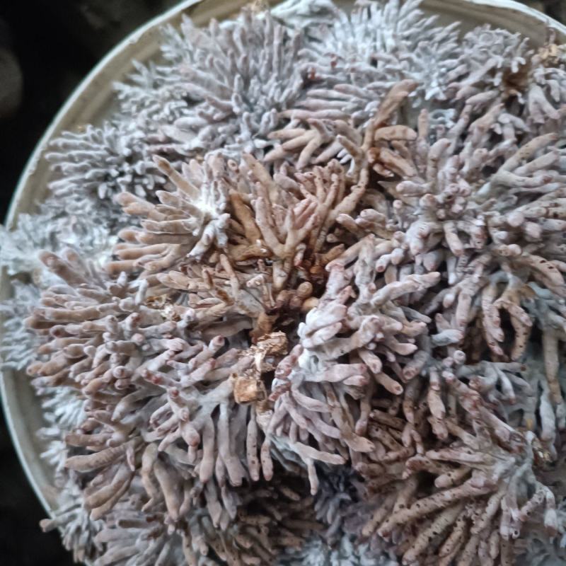 热卖武夷山龙爪菇（鲜货），一年四季供应天天发货