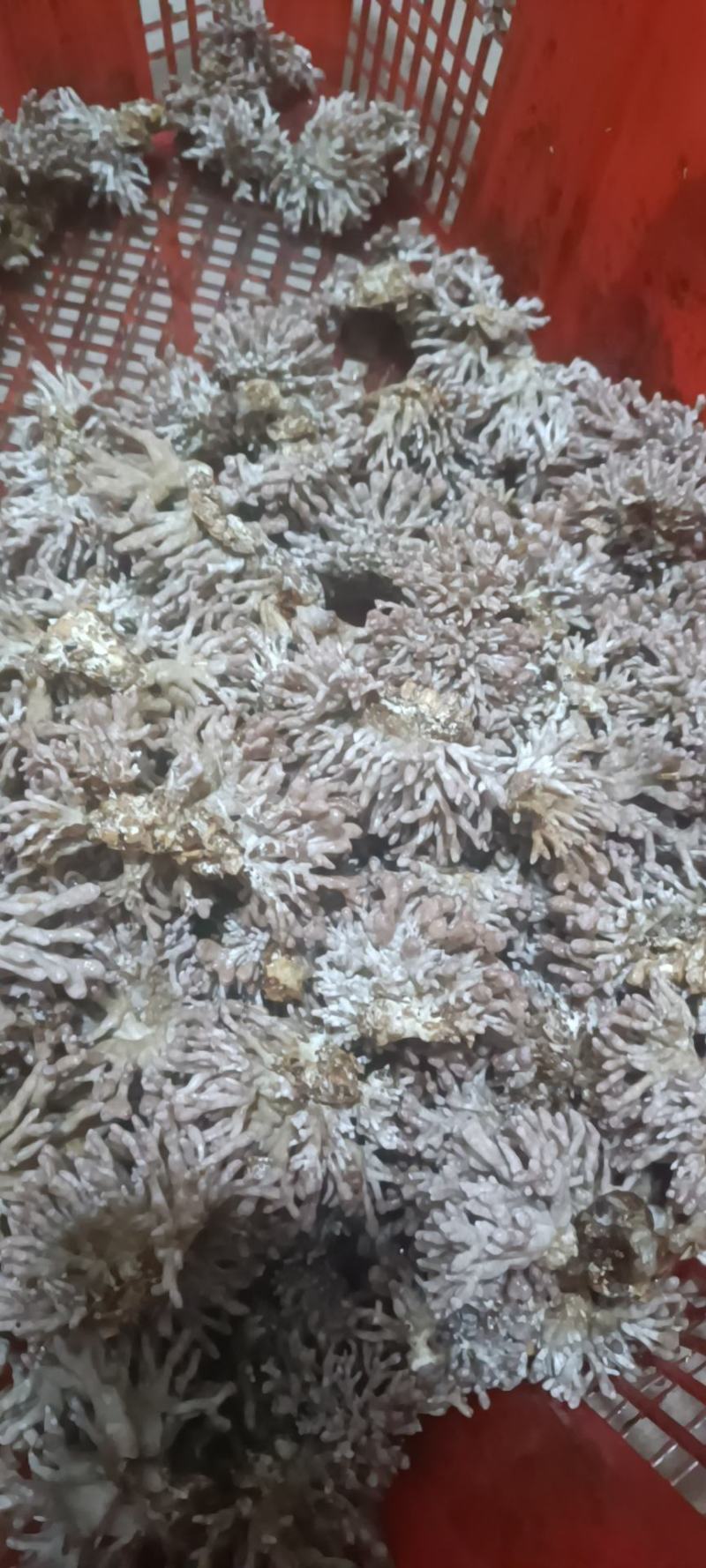 热卖武夷山龙爪菇（鲜货），一年四季供应天天发货