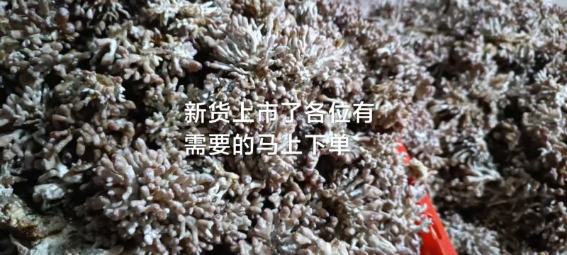 热卖武夷山龙爪菇（鲜货），一年四季供应天天发货