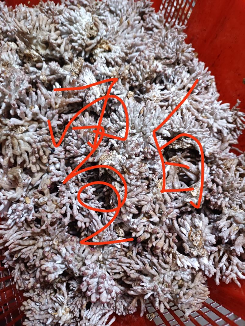 热卖武夷山龙爪菇（鲜货），一年四季供应天天发货