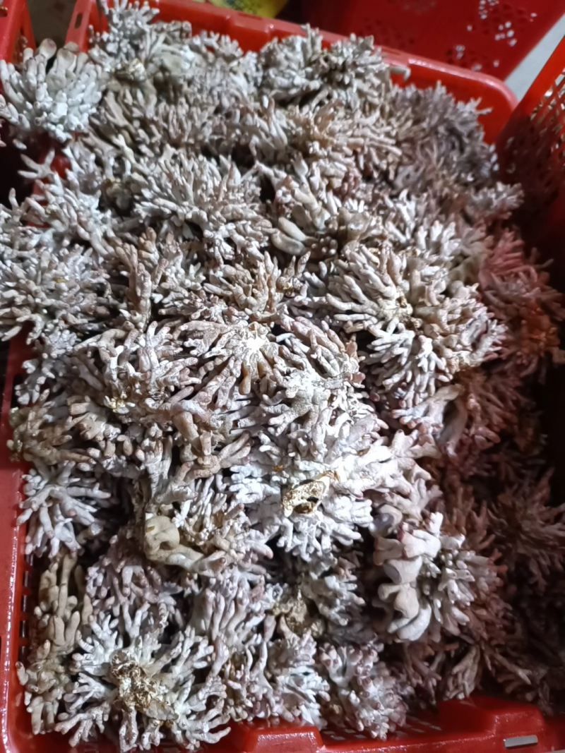 热卖武夷山龙爪菇（鲜货），一年四季供应天天发货