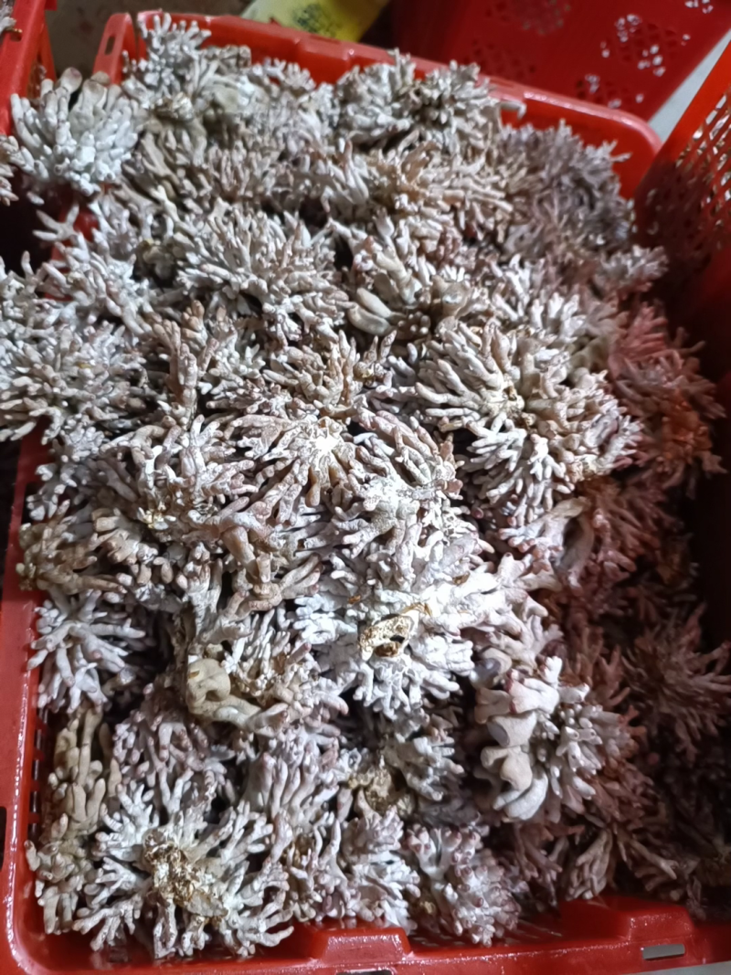 热卖武夷山龙爪菇（鲜货），一年四季供应天天发货