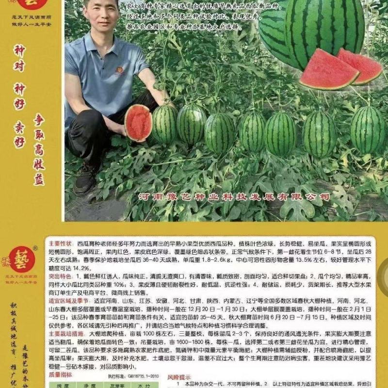 豫艺K2201小果型西瓜种子礼品西瓜种子早熟饱满周正14