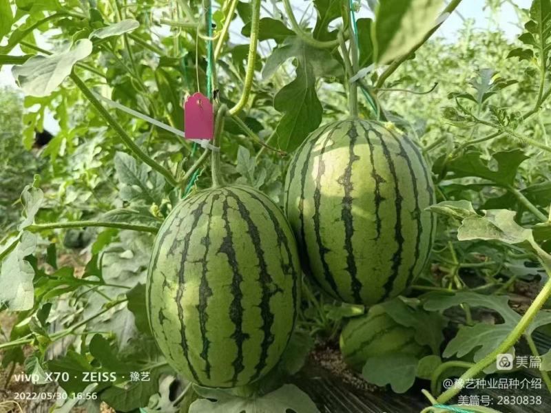 豫艺K2201小果型西瓜种子礼品西瓜种子早熟饱满周正14
