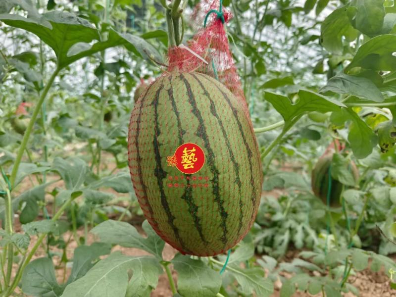 豫艺K2201小果型西瓜种子礼品西瓜种子早熟饱满周正14