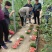 豫艺K2201小果型西瓜种子礼品西瓜种子早熟饱满周正14