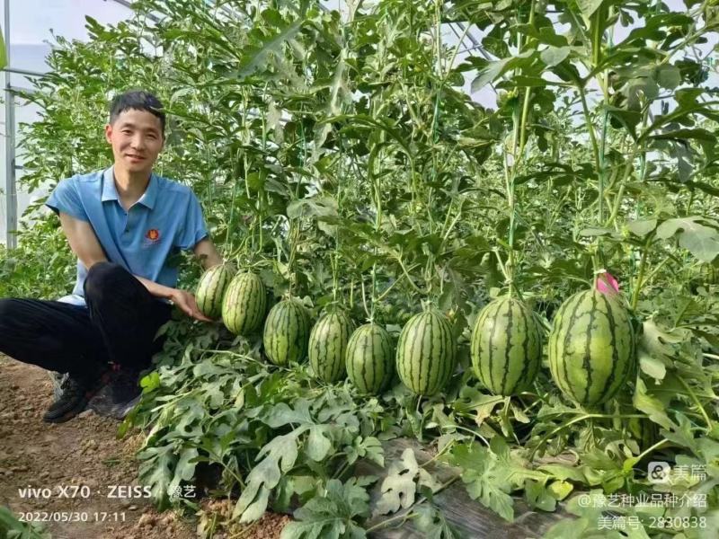 豫艺K2201小果型西瓜种子礼品西瓜种子早熟饱满周正14