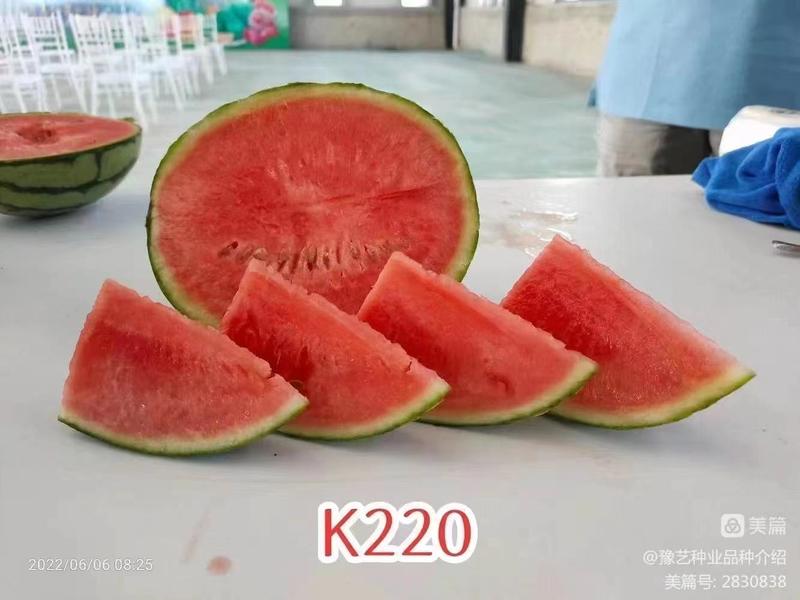 豫艺K2201小果型西瓜种子礼品西瓜种子早熟饱满周正14