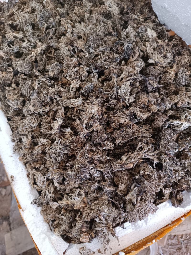 热销龙爪菇，干货，二十年种植经验