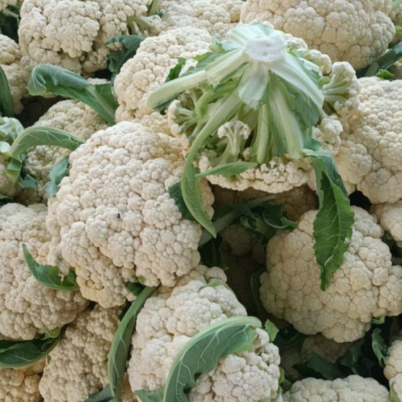 徐州沛县有机花菜大量上市有需要的老板联系