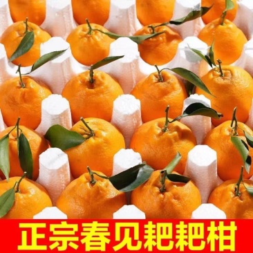 【一件代发】正宗四川春见耙耙柑手剥柑橘电商微商直播微商