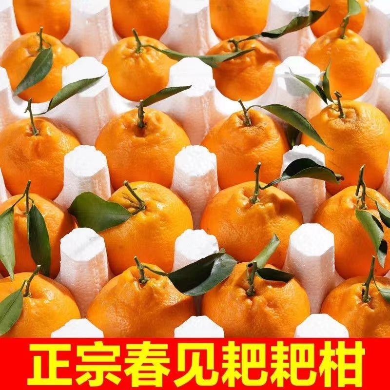 【一件代发】正宗四川春见耙耙柑手剥柑橘电商微商直播微商