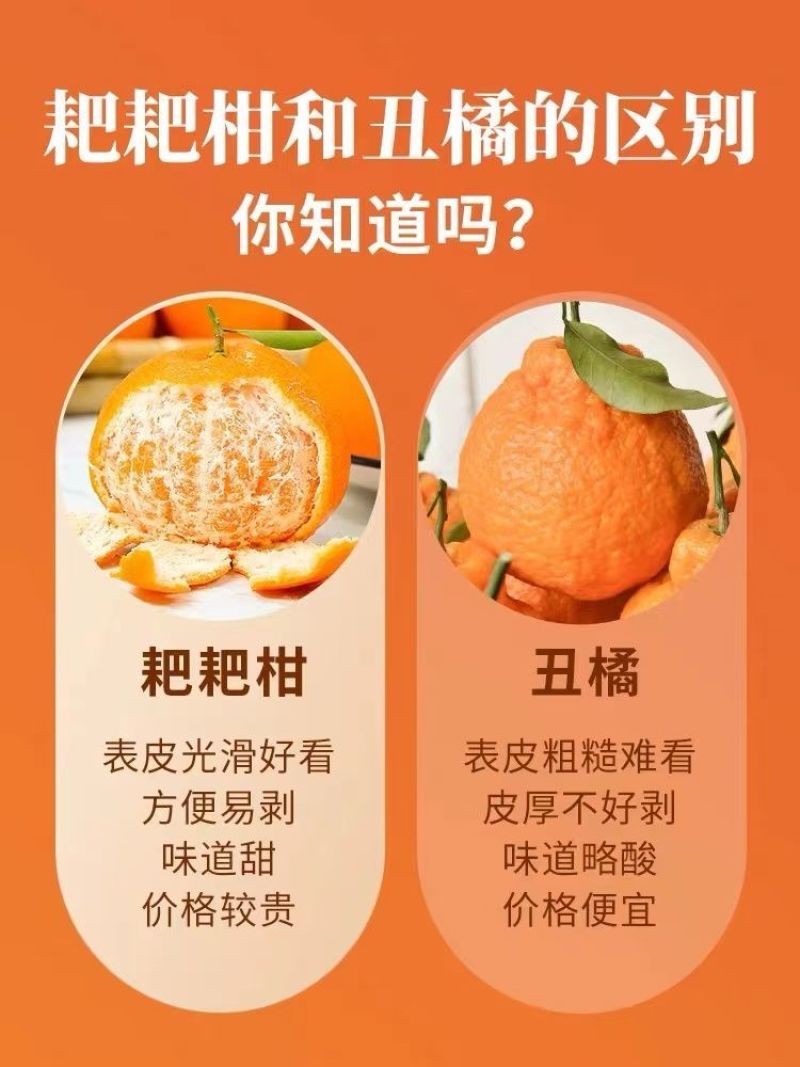 【一件代发】正宗四川春见耙耙柑手剥柑橘电商微商直播微商