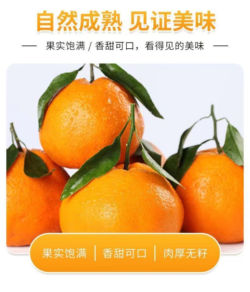 【一件代发】正宗四川春见耙耙柑手剥柑橘电商微商直播微商