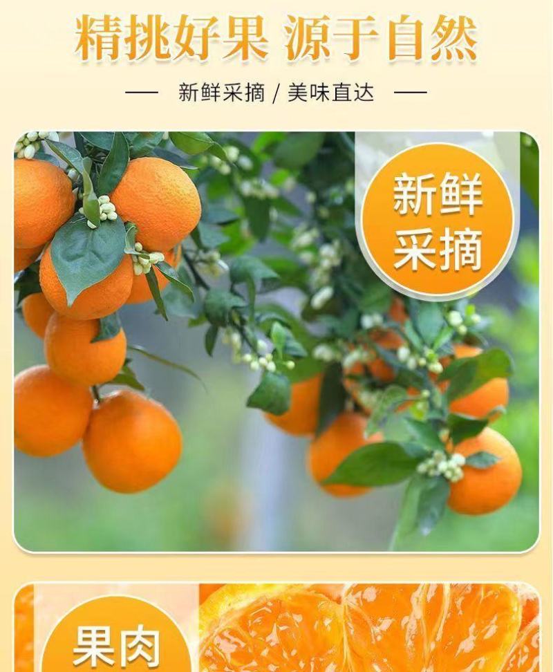 【一件代发】正宗四川春见耙耙柑手剥柑橘电商微商直播微商