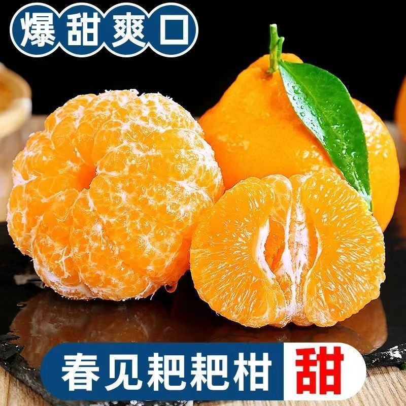 【一件代发】正宗四川春见耙耙柑手剥柑橘电商微商直播微商