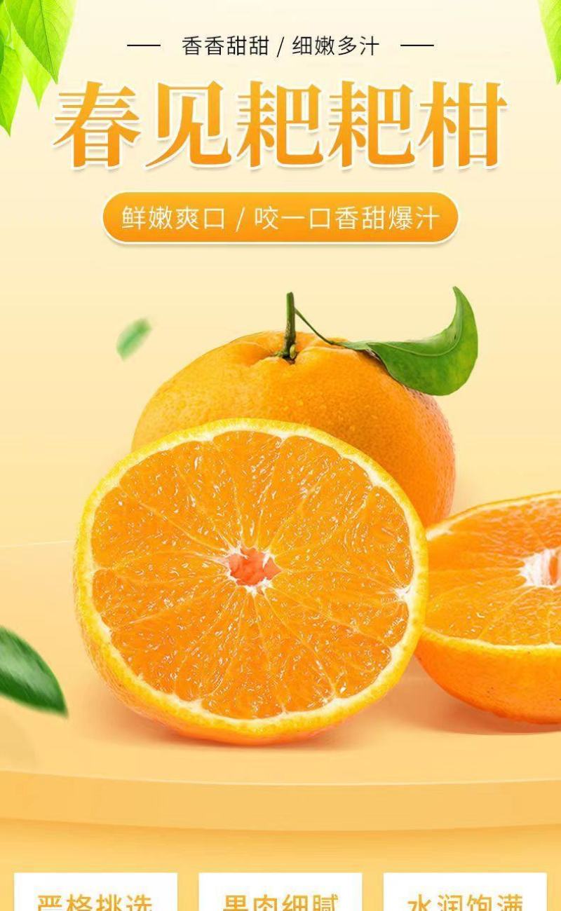 【一件代发】正宗四川春见耙耙柑手剥柑橘电商微商直播微商