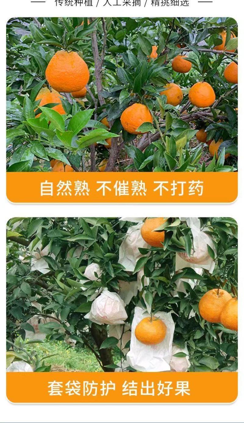 【一件代发】正宗四川春见耙耙柑手剥柑橘电商微商直播微商